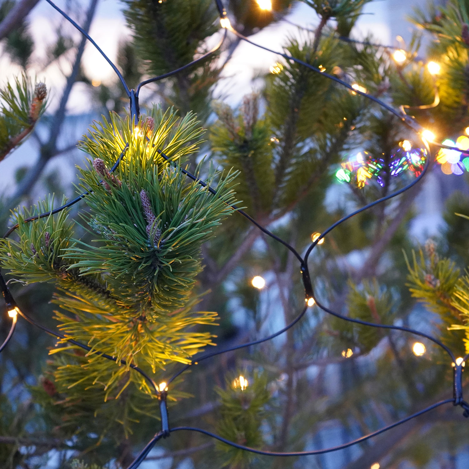 Top-Line Energy Net Startsæt 100 LED, 2x1,5 m
